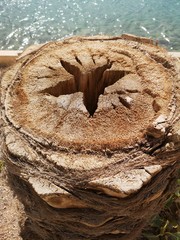 palm tree stump