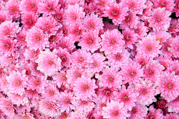 chrysanthemum in the garden
