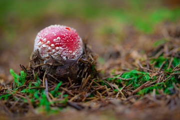 Amanita muscaria toadstool in forrest