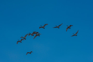 Flying whooper swans on blue sky background, Altai, Russia