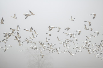 Snow Geese Flying Through Fog