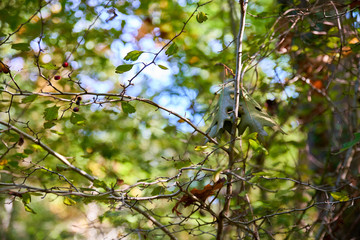 Hawthorn plant stripped in the woods, hanging oak leaf