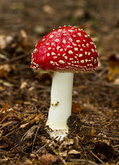 Amanita muscaria toadstool in forrest