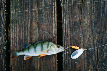 fish, spoon. perch on hooks. on a brown wooden background. fishing bait. close up