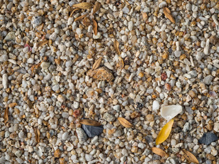texture of coral sand with pieces of coral