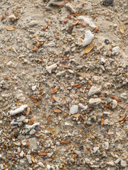 texture of coral sand with pieces of coral