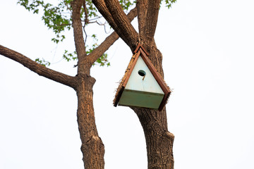 bird's nest on the branch