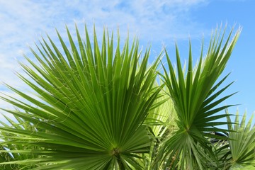 Palm branches on blue sky background in Florida nature