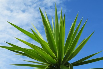 Yucca plant on blue sky background in Florida nature, closeup 