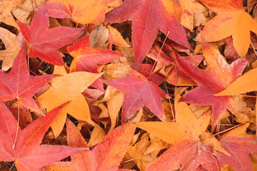 Scattered colorful red, orange and yellow fall maple leaves background. Colors of gold autumn. Seasonal decoration concept.