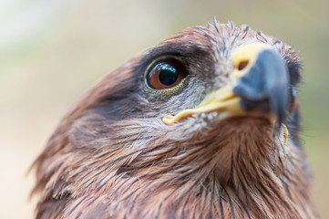 Close-up shot of Crested serpent eagle face.