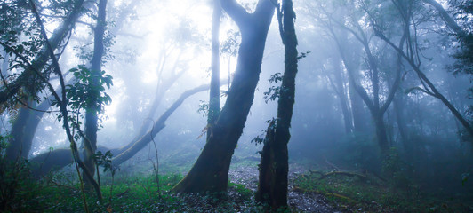 Mystic primeval forest in blue misty.