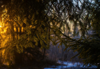 Naklejka premium Fir branches in the winter forest against the backdrop of the rising sun.