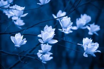 Gordijnen Blooming white magnolia flowers. © Tanes