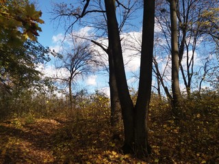 autumn.forest.trees.nature.landscape.