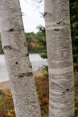 Closeup of two birch trunks at the Lakeshore