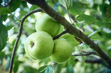 green apples on a tree