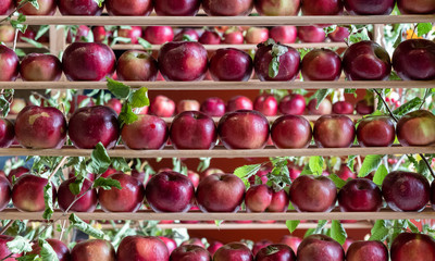Apple display celebrating the apple harvest at The Newt, Somerset, UK. Red apples are displayed on wooden shelves during the autumn picking season.