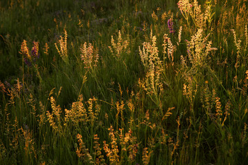 beautiful lilac flowers  background on sunset