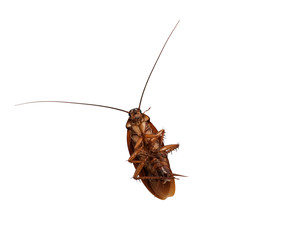Close up cockroach isolated on white background