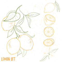 Illustration of lemon fruits, isolated on white - 299126180