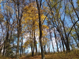 autumn.forest.trees.nature.landscape.