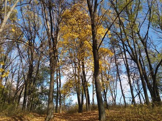 autumn.forest.trees.nature.landscape.
