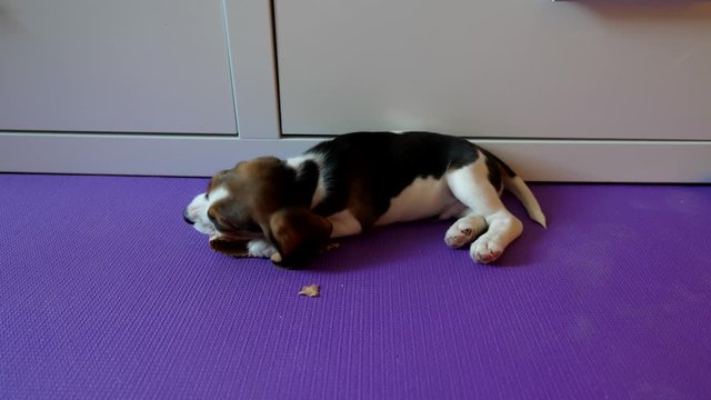 Little dog gnaw and tear piece of cardboard paper, train growing teeth. Tiny beagle lying on yoga mat at floor, nibble paper with full concentration on the process