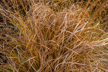 Gold coloured dry grass growing on moorland in Cornwall in autumn
