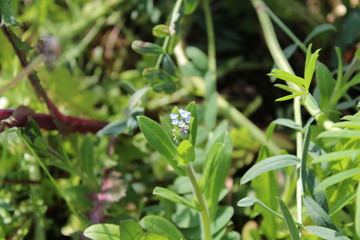 Blühendes Vergissmeinnicht im Garten