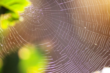Cobweb or spiderweb close-up. Warm sunlight in the background and green leaves in foreground. Nature and weather concept.