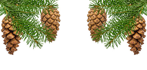 Fototapeta premium Pinecone with spruce branch isolated on white background with clipping path