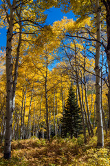 Golden Aspen in the Rocky Mountains of Colorado