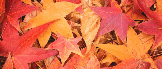 Scattered colorful red, orange and yellow fall maple leaves banner background. Colors of gold autumn. Seasonal decoration concept. Simple saesonal holiday design template.Top view, flat lay.