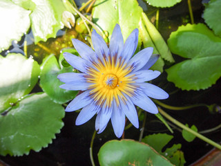honey bee flying and bees collecting nectar in deep of purple lotus blossom