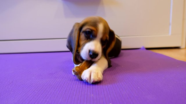 Little puppy gnaw hard snack, closeup shot. Adorable beagle crunch artificial bone. Cute dog tilt head, hold item by paws. Long drop soft ears of sugar pup hang down