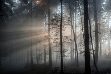Novembertag im Wald, Sonnenstrahlen durchdringen strahlenförmig den Nebel
