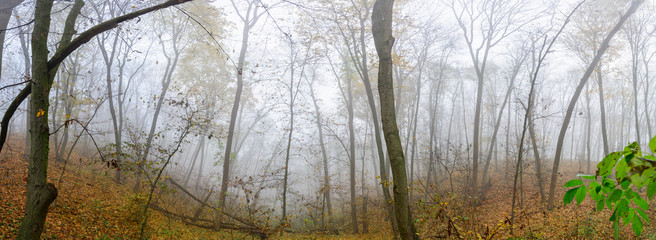 A mysterious and quiet day in the forest with fog. Autumn weather, damp and low temperature. Fairy or horror wallpaper.