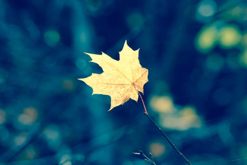 Autumn background with bright yellow  single leaf in center isolated on dark background. Weather and loneliness concept.