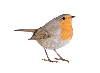 Robin (Erithacus rubecula) isolated on white background