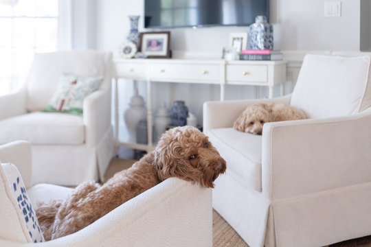 labradoodles in livingroom