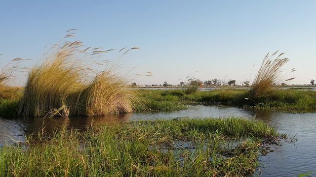 cruise on the Okavango Delta, boat trip in the lagoon, African vegetation and wild nature in Africa. Ecological tourism in wild Africa, travel along a river with a slow boat. African landscapes along