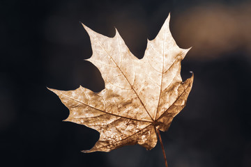 Golden single maple leaf isolated on dark brown background. Autumn and weather concept. Beautiful background.