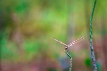 Dragonfly hold on dry branches and copy space .Dragonfly in the nature. Dragonfly in the nature habitat. Beautiful nature scene with dragonfly outdoor.a background wallpaper.The concept for writing
