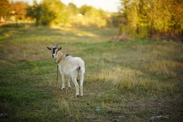 Obraz premium portrait of a white domestic goat in sunny forest.
