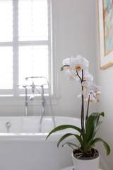 orchid in bathroom - 299127965