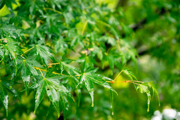 雨と雨粒の背景素材