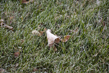 Amazing autumn. October. Morning frost. Cold.