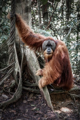 Beautiful male Sumatran Orangutan (Pongo abelii) during a ecotourism jungle hike in Gunung Leuser National Park, Bukit Lawang, Sumatra, Indonesia