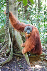 Beautiful male Sumatran Orangutan (Pongo abelii) during a ecotourism jungle hike in Gunung Leuser National Park, Bukit Lawang, Sumatra, Indonesia